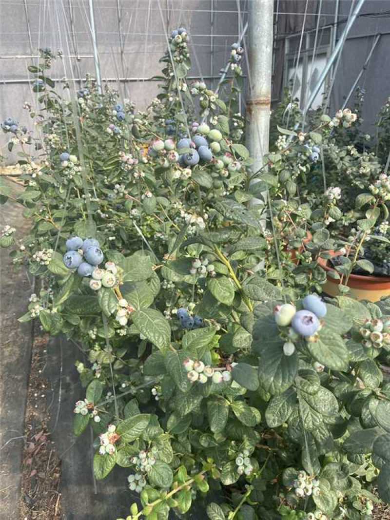 山东精品蓝莓，基地直发，品质保证品种多规格全