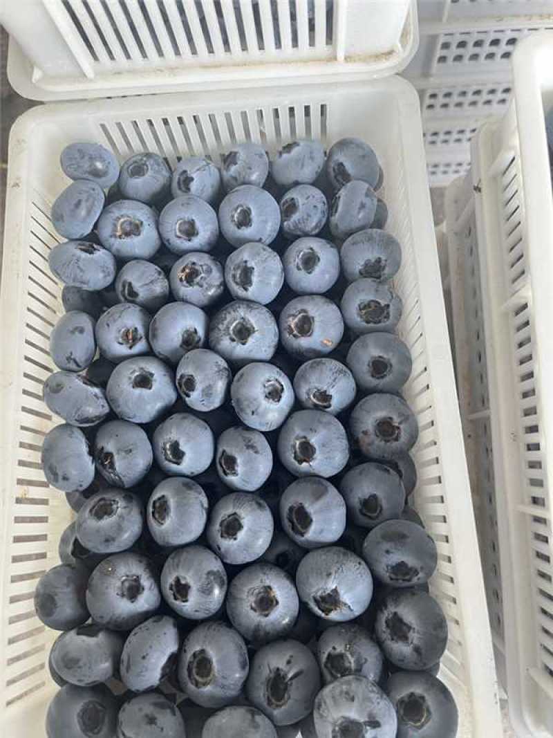 山东精品蓝莓，基地直发，品质保证品种多规格全
