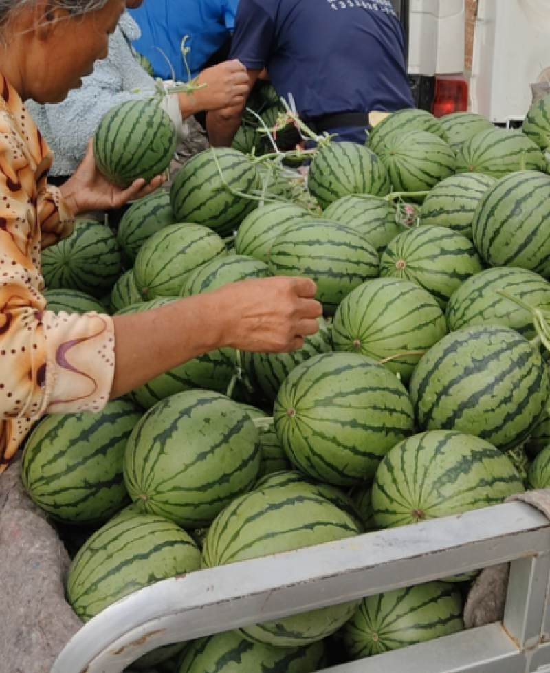 大量低价上市小糖丸脆皮无籽小西瓜小吊瓜，头茬鲜瓜产地批发