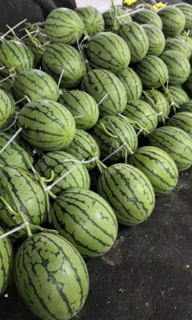 大量低价上市小糖丸脆皮无籽小西瓜小吊瓜，头茬鲜瓜产地批发
