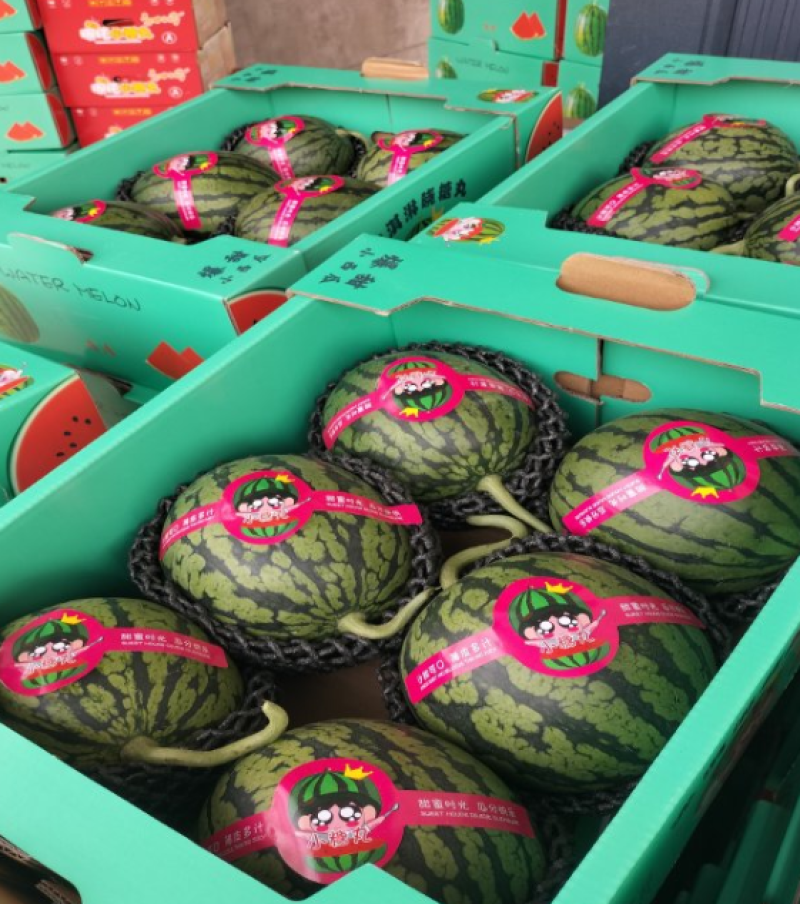 大量低价上市小糖丸脆皮无籽小西瓜小吊瓜，头茬鲜瓜产地批发