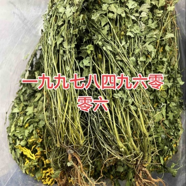 岩黄连