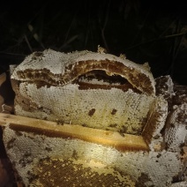 中蜂土蜂蜜