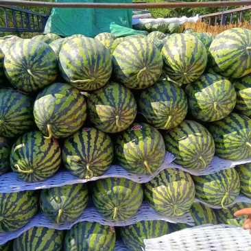 甜王西瓜,产地直发价格低可视频看货,诚信经营保质保量