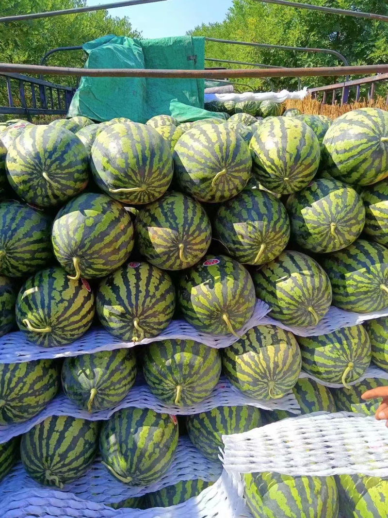 甜王西瓜，产地直发价格低可视频看货，诚信经营保质保量