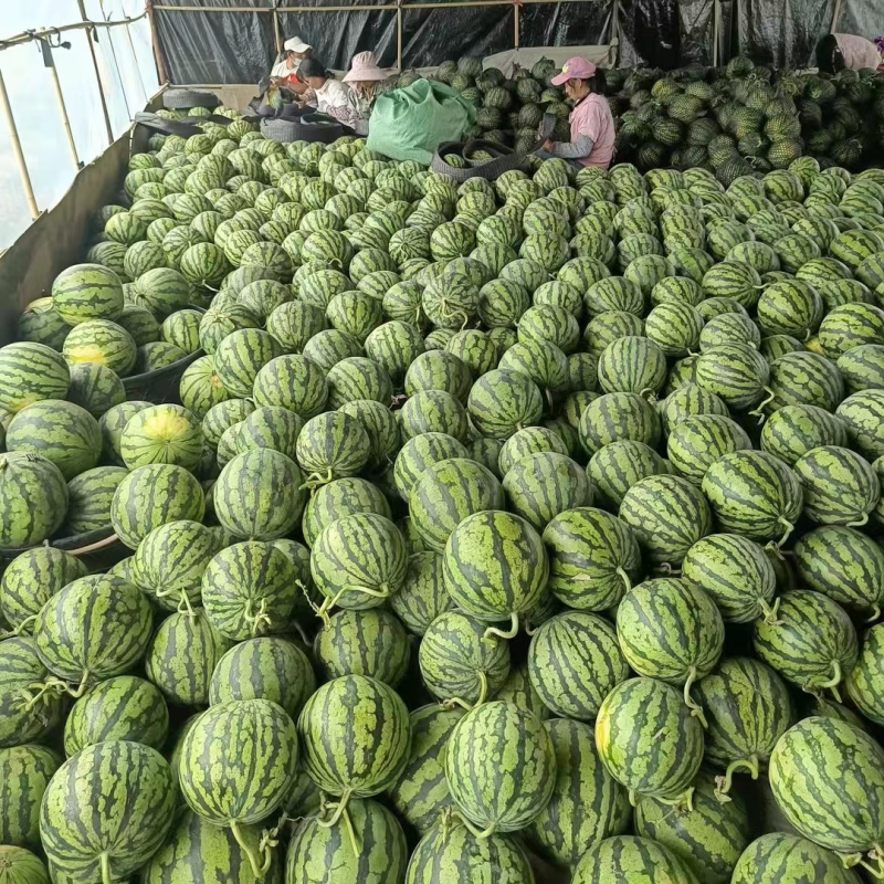 甜王西瓜，产地直发价格低可视频看货，诚信经营保质保量