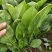 大叶菠菜产地直销量大质优价格优惠欢迎咨询采购