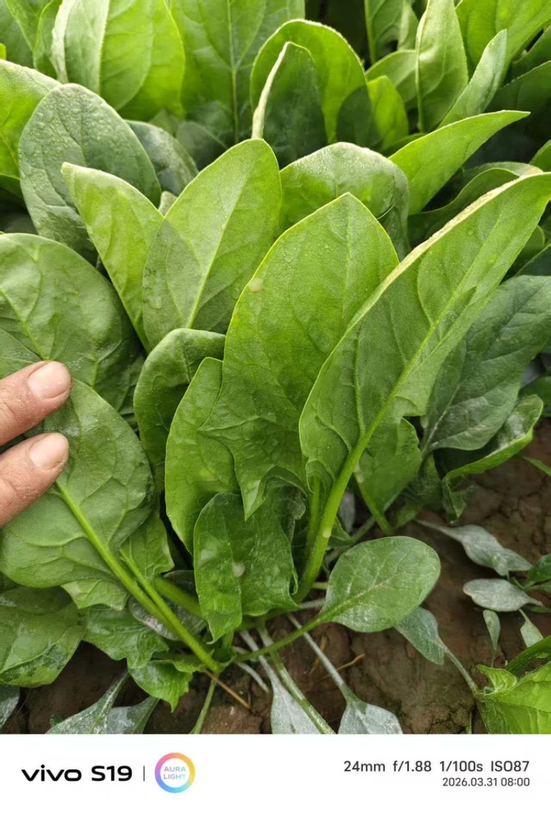 大叶菠菜产地直销量大质优价格优惠欢迎咨询采购