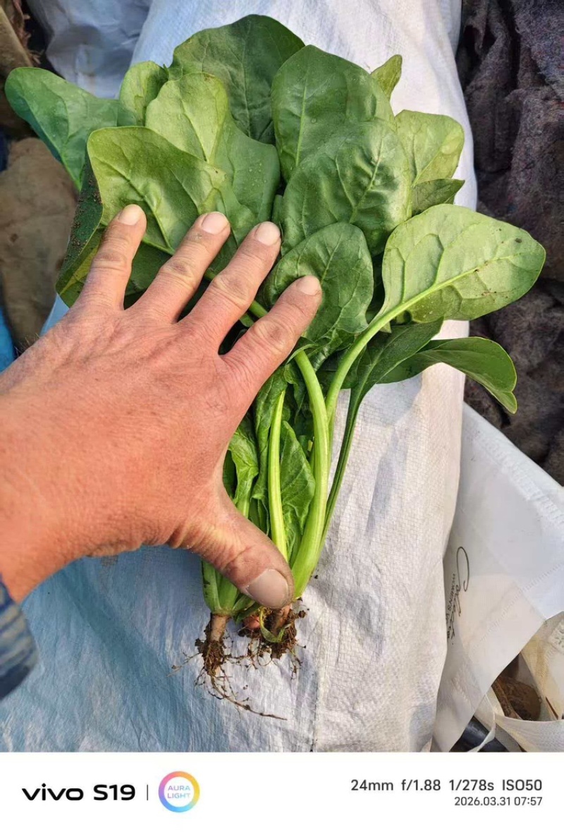 大叶菠菜产地直销量大质优价格优惠欢迎咨询采购