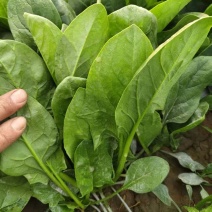 大叶菠菜产地直销量大质优价格优惠欢迎咨询采购
