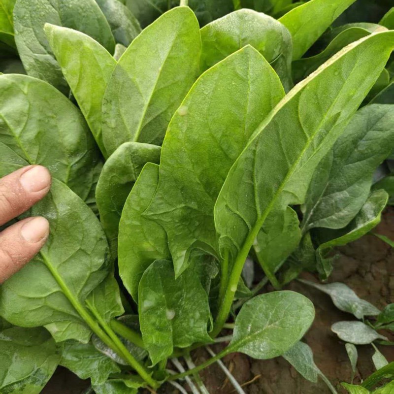 大叶菠菜产地直销量大质优价格优惠欢迎咨询采购