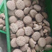 花菇