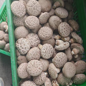 花菇