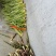 油竹笋