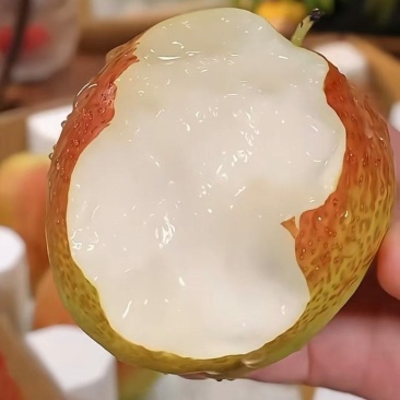 精品红香酥梨，一手货源，保质保量，可视频看货，诚信经营