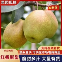 红香酥梨原产地直发，供应全国水分足一条龙服务