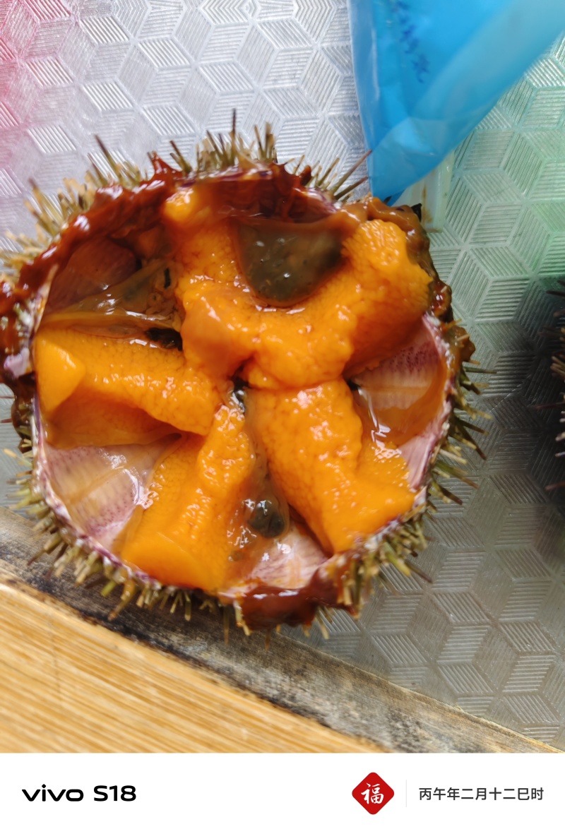马粪海胆