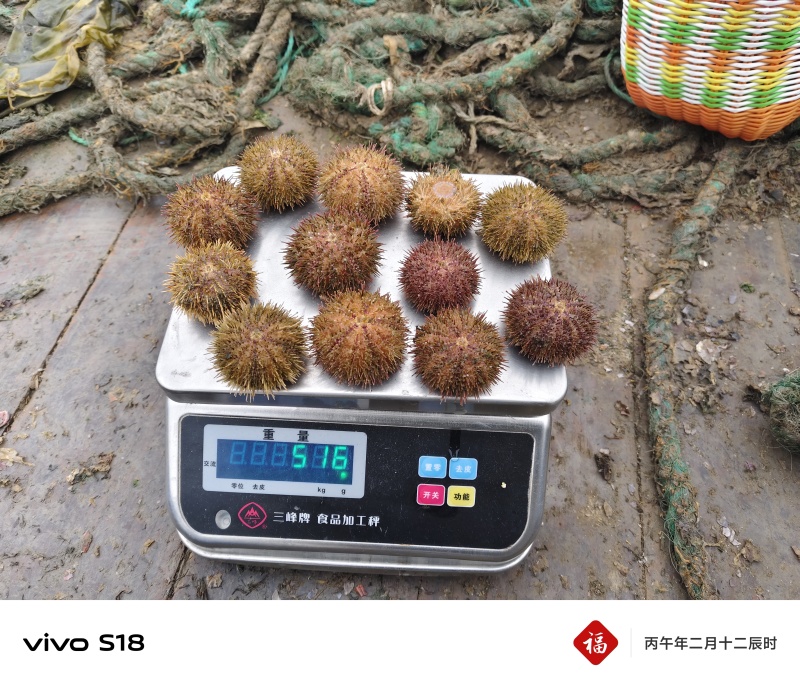马粪海胆