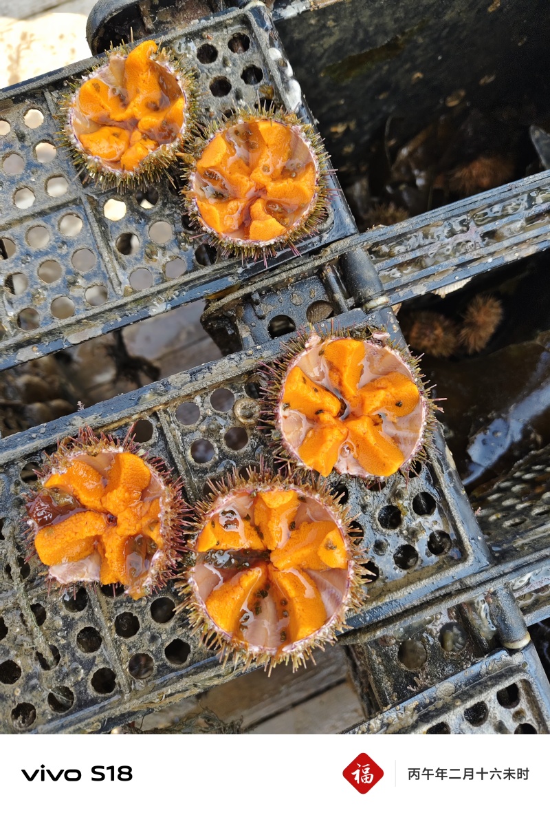 马粪海胆