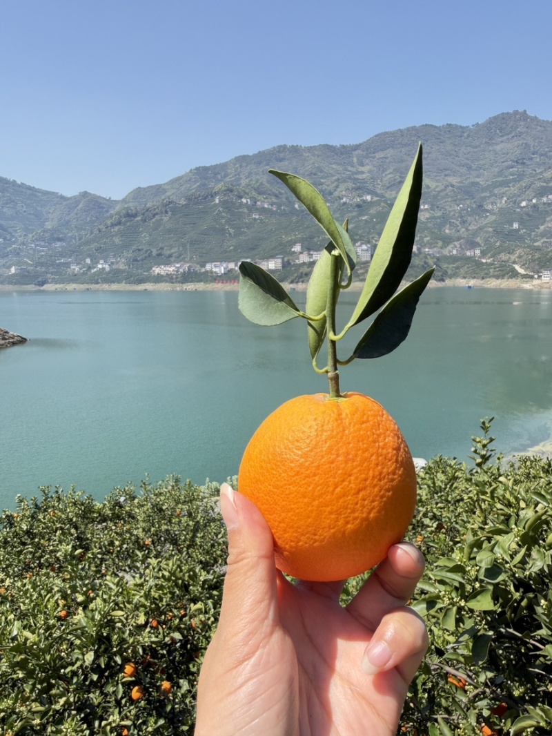 秭归伦晚脐橙通货，选果都有，可以一件代发，批发，整车发货