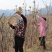 头茬大山香椿芽
