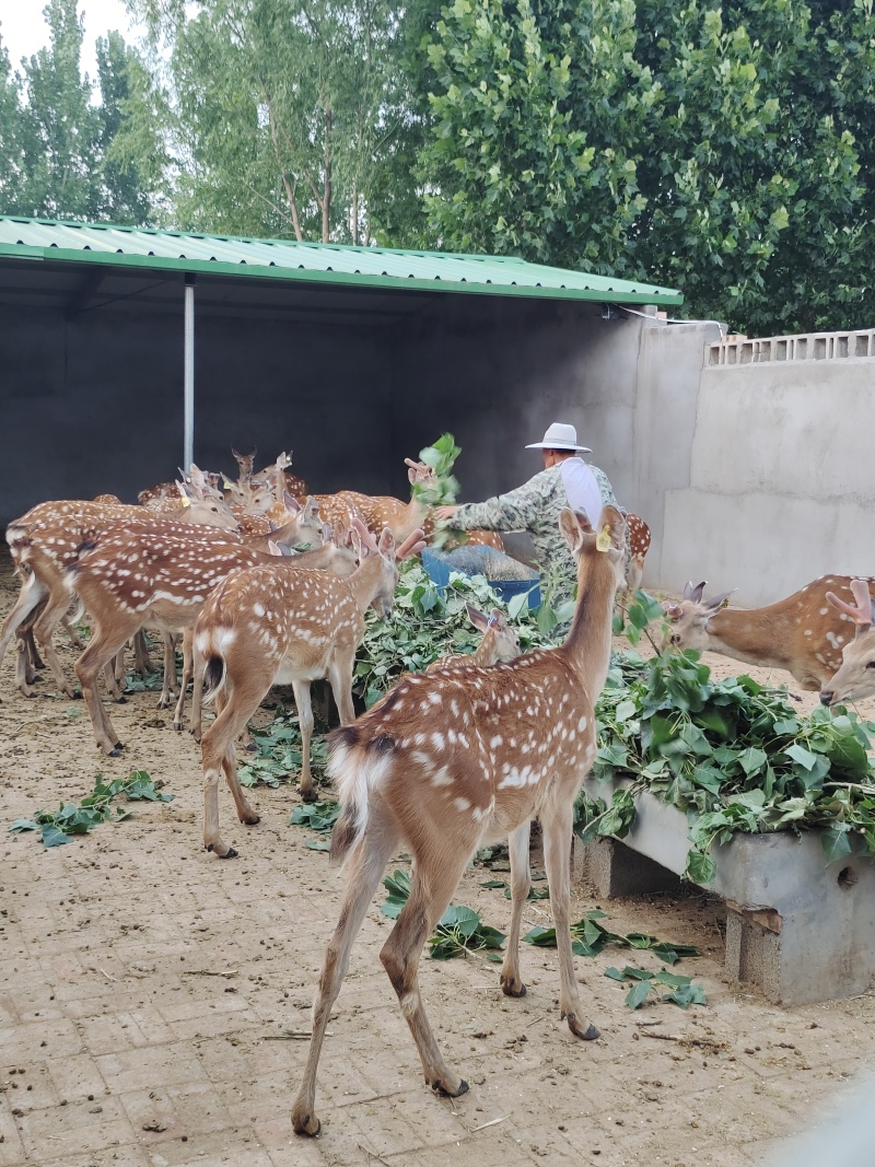 梅花鹿养殖场：种公鹿，种母鹿，鹿苗，育成两岁鹿，毛桃公鹿