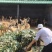 梅花鹿养殖场：种公鹿，种母鹿，鹿苗，育成两岁鹿，毛桃公鹿