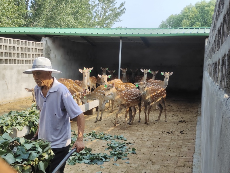梅花鹿养殖场：种公鹿，种母鹿，鹿苗，育成两岁鹿，毛桃公鹿