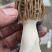 羊肚菌干货，七妹，六妹