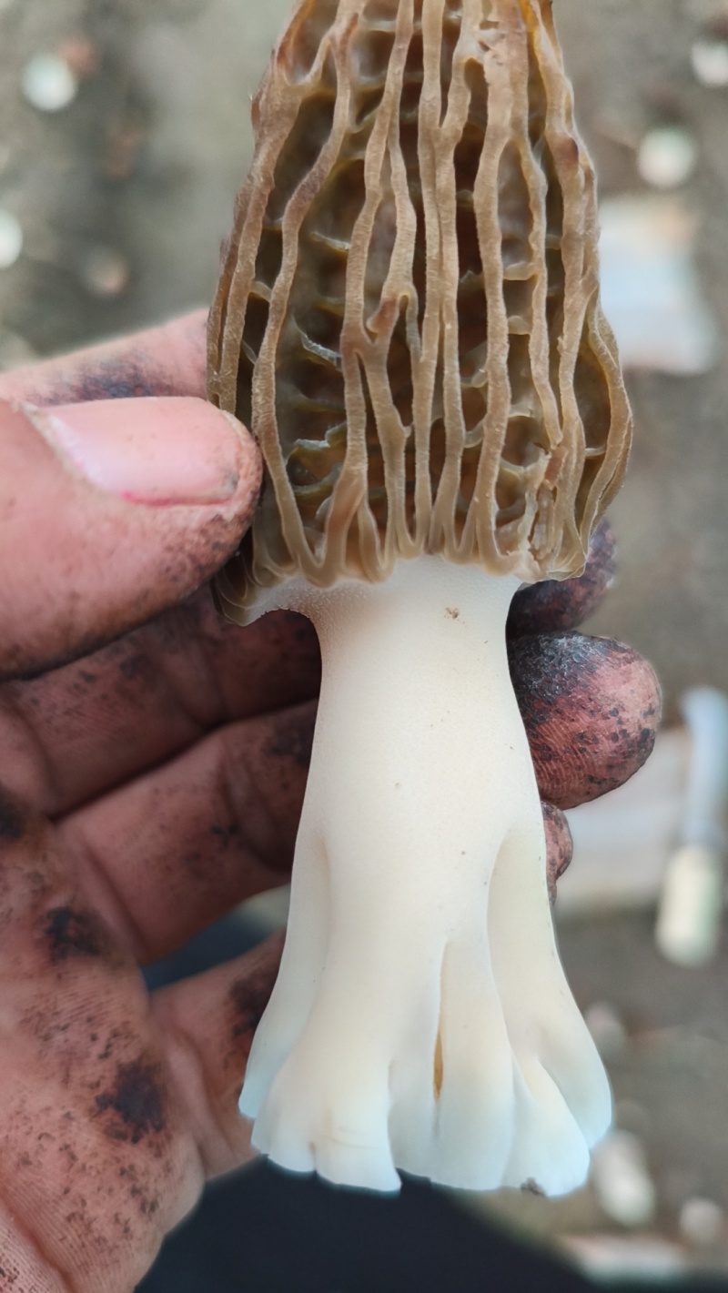 羊肚菌干货，七妹，六妹