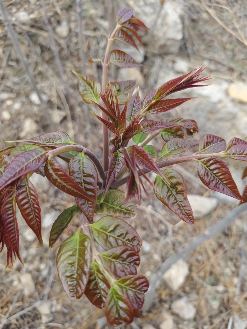 红油头茬香椿