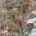 红油头茬香椿