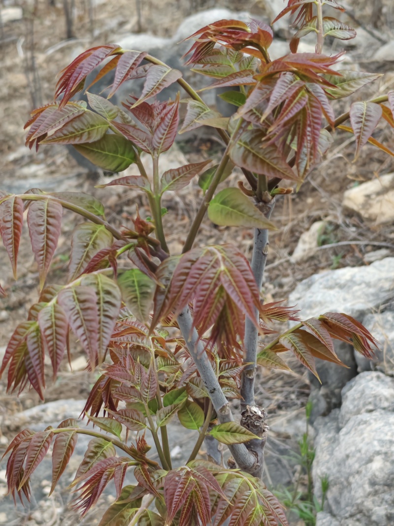 红油头茬香椿