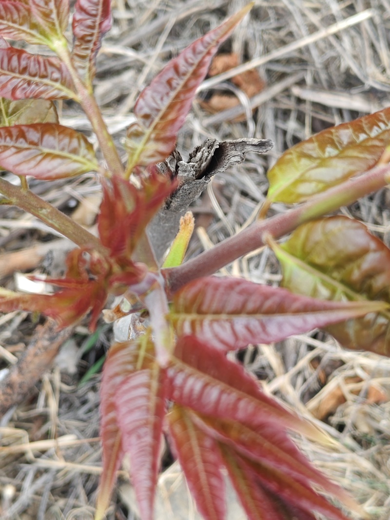 红油头茬香椿