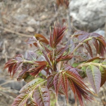 红油头茬香椿