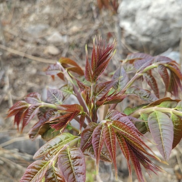 红油头茬香椿
