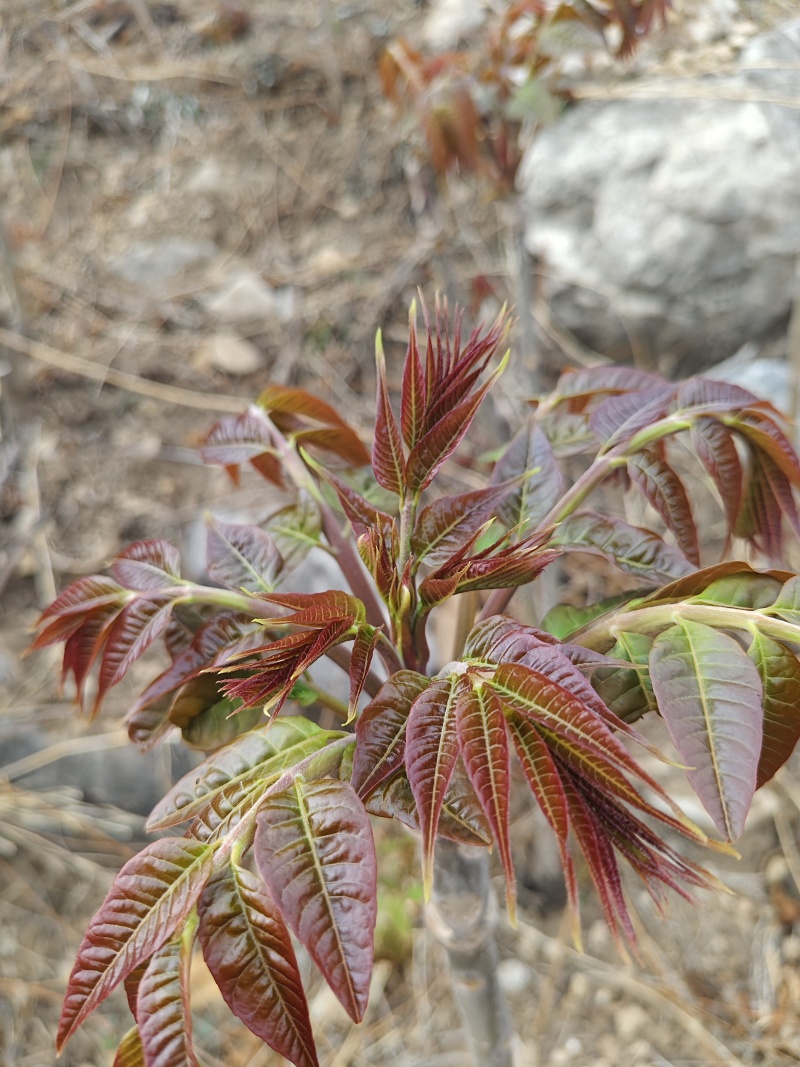 红油头茬香椿