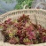 香椿芽
