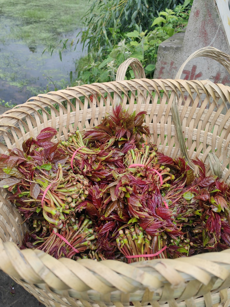香椿芽