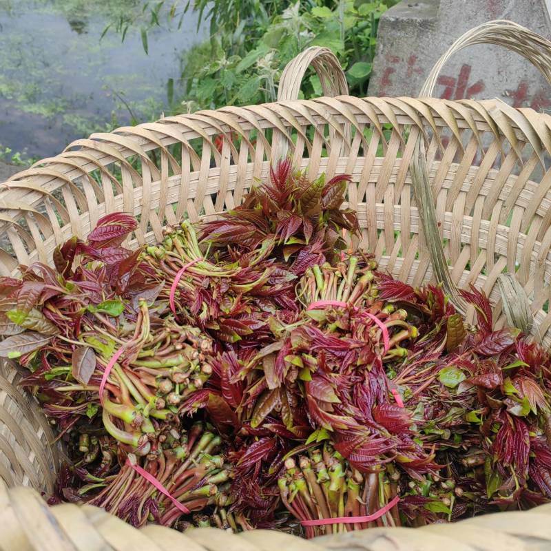 香椿芽