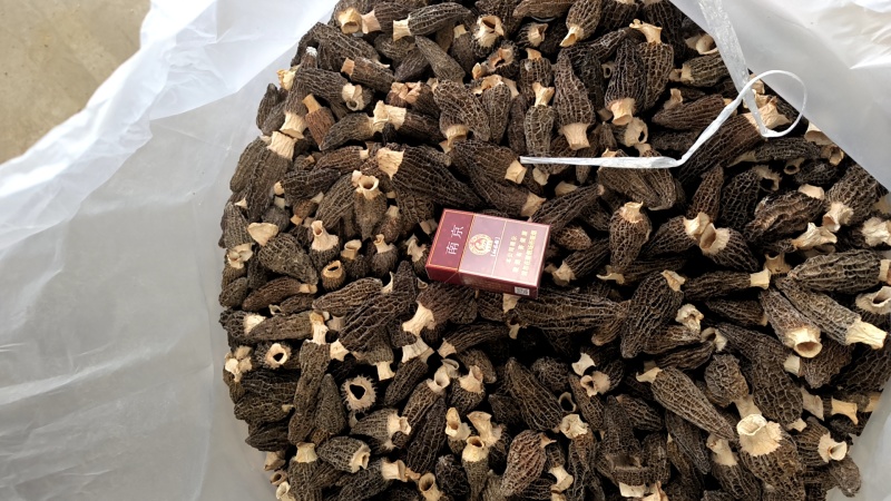 羊肚菌六妹干品