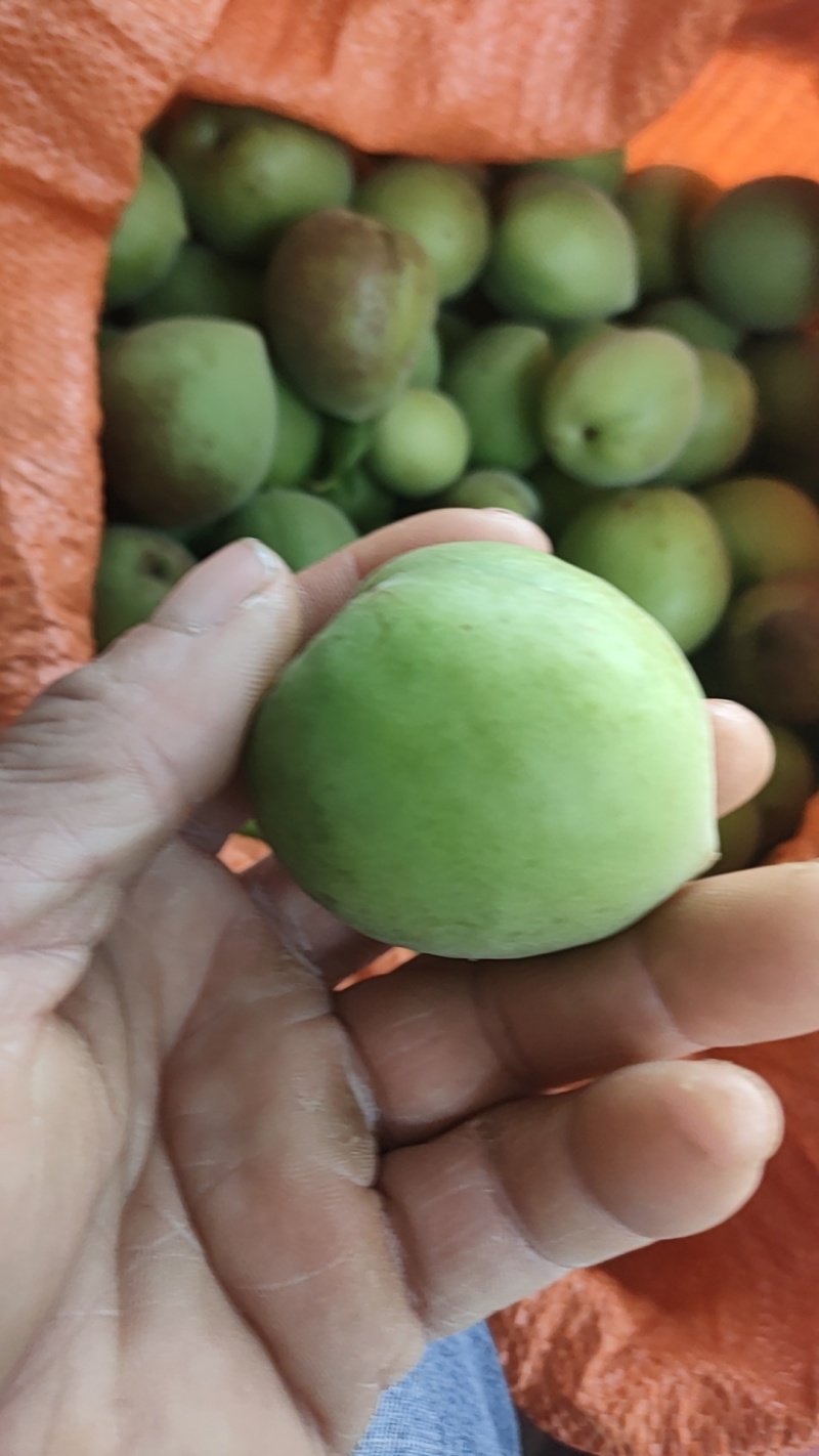 白粉梅