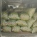白粉梅
