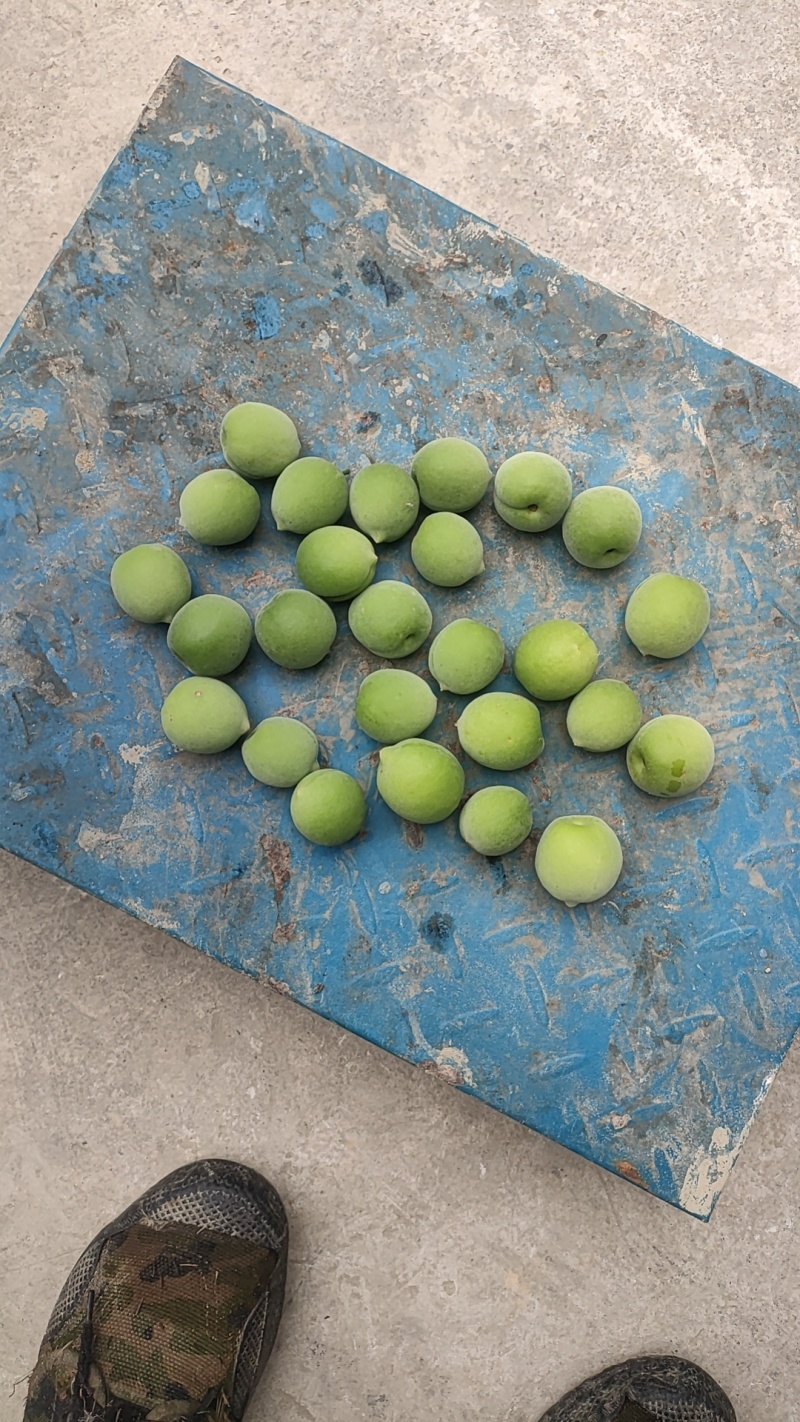 白粉梅