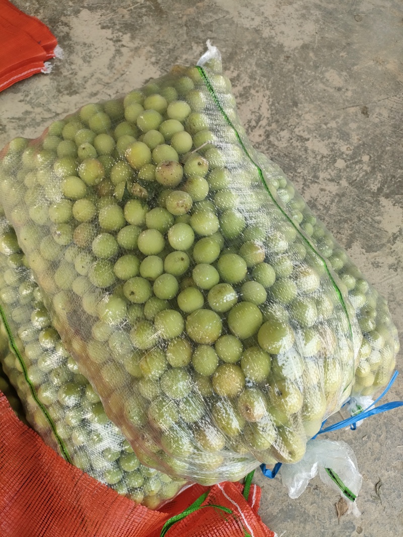 白粉梅