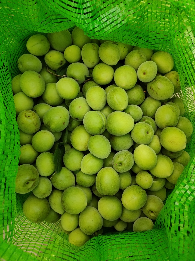 白粉梅