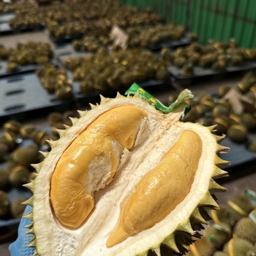 托曼尼