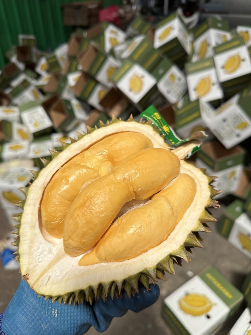 托曼尼