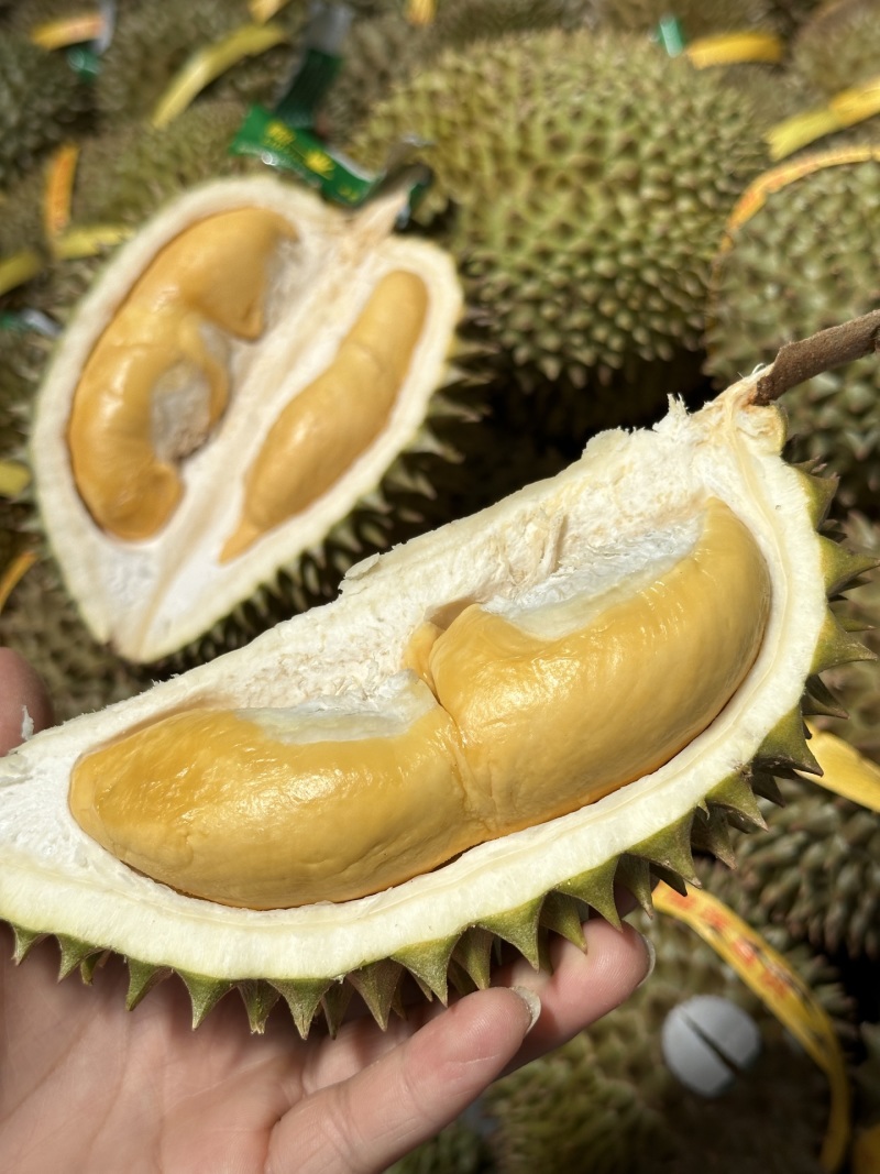 托曼尼