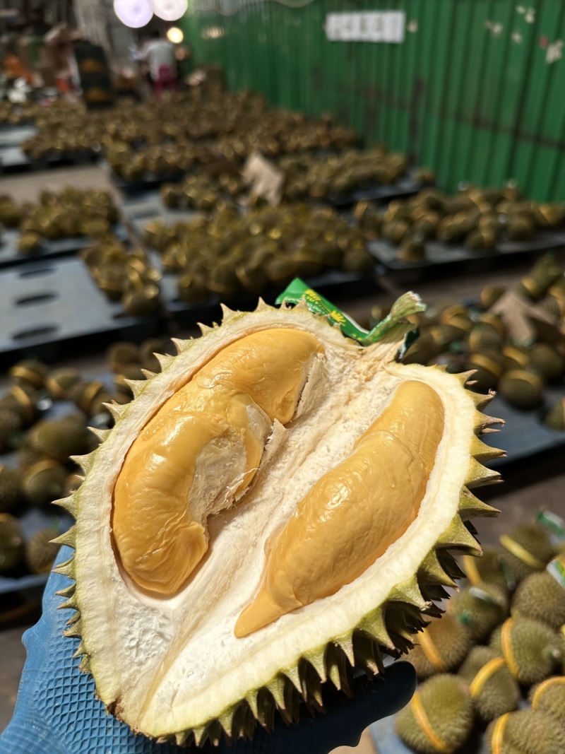 托曼尼
